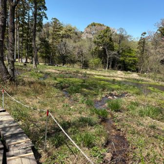 きれいな水　素敵な湿原