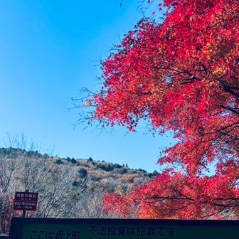 まあまあの終盤できれいな紅葉