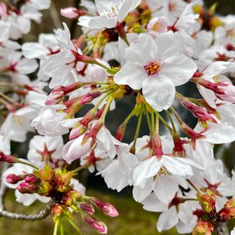 綺麗です🌸🥹✨