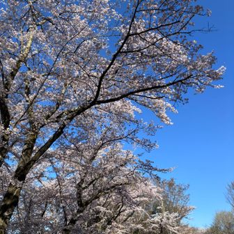 朝見る桜も素敵よ💓
