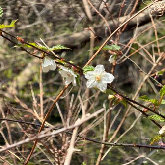 キイチゴかな？