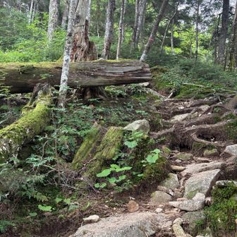 趣きがあるが最初から
キツい登りと感じた
行き交う登山者トレランの方半数