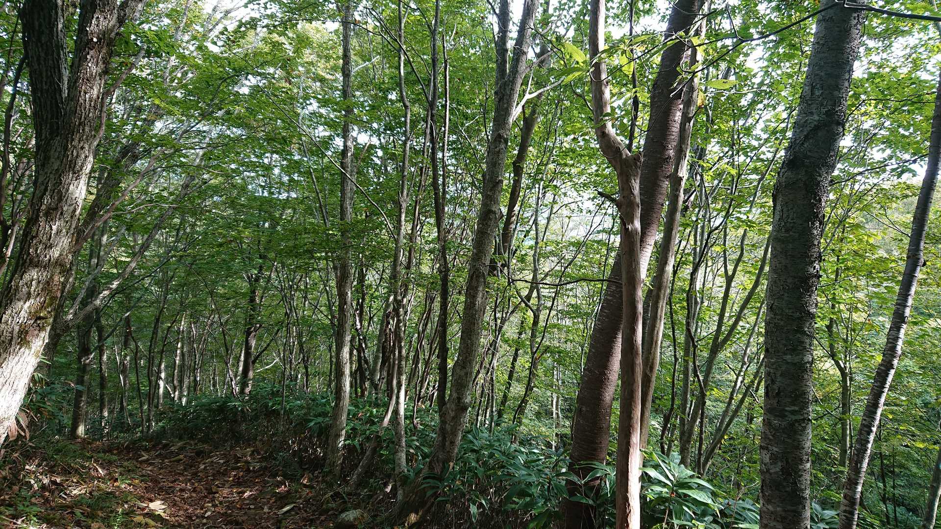夏焼峠-恐羅漢山-旧羅漢山 周回コースの写真