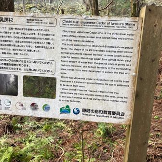 登山口の「岩倉の乳房杉」の説明板

島後三大杉の1つで、付近一帯の山を守る神木とされています。
幹は地上4～8mの部分で 15本に分岐しています。それらの幹からは大小24本の根が垂れ下がり、その姿から乳房杉の名前が付けられました。
乳房杉の根元には岩盤があり、必要な水分を中から得ることが難しくなっています。周辺の温度が常に高いこともあり、乳房杉は地上にある根から水分を得ていたため、根がこのように発達しました。
掛齢約800年、掛高40m、幹周11mです。
