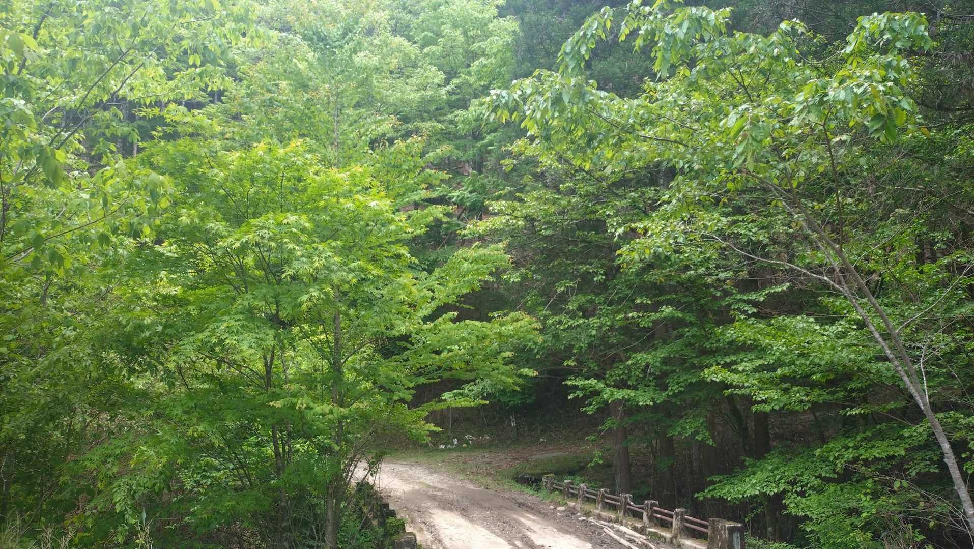 新緑が素晴らしい登山口　🌳✨☘️
駐車場まで無事に下山できました
みなさんのおかげで脊梁の国見岳、楽しい山行でした‼️🙇