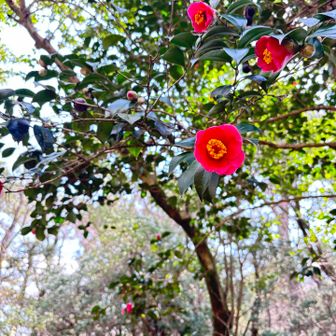 ヤブツバキ🌺　これよく見るなぁ👀