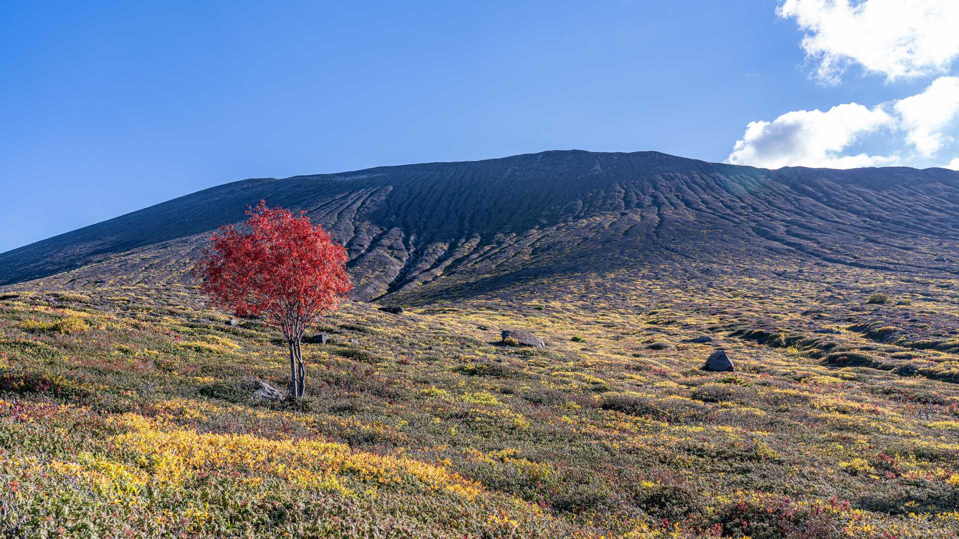 東山と真ん丸の木。