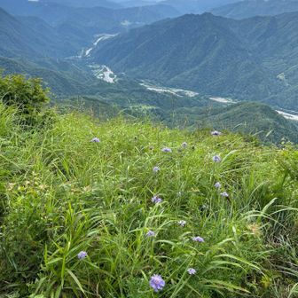 マツムシソウ、たくさん。立秋すぎたものね