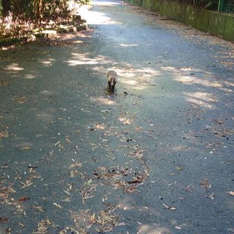 ちーずちくわ。