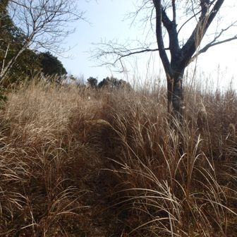 山頂回りはこんな感じ