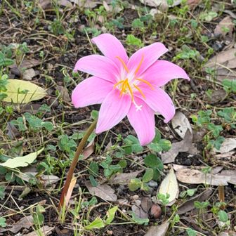 鳥居の横に綺麗な花が咲いてます🌸
サフランモドキのようです📖
