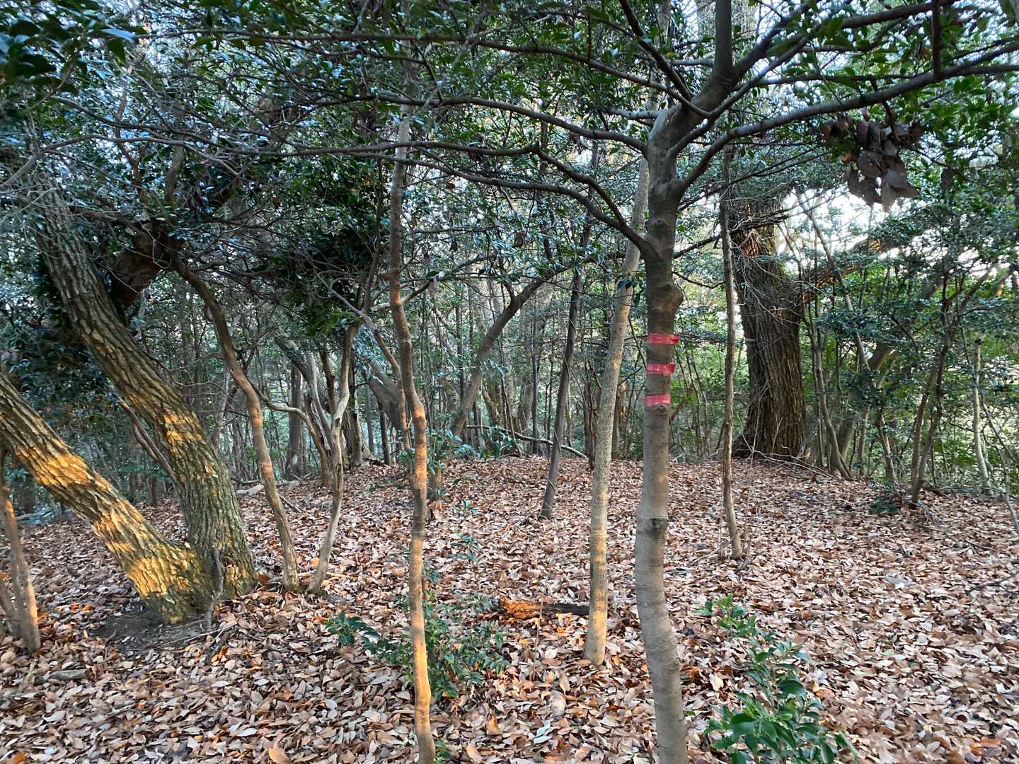 3本の赤テープが丸山の山頂を示しているのだと思います😅(たぶん、おそらく)