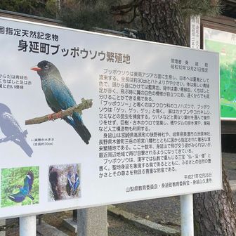 ブッポウソウがいるらしい