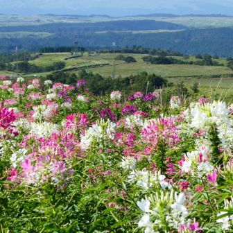 ビジターセンター前に咲いていた、この花の名前は忘れました