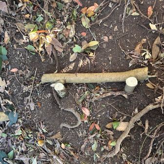 この様に打ち込んで横棒を置き土を被せて固定する。
横棒は現場でチェーンソーで調達する。