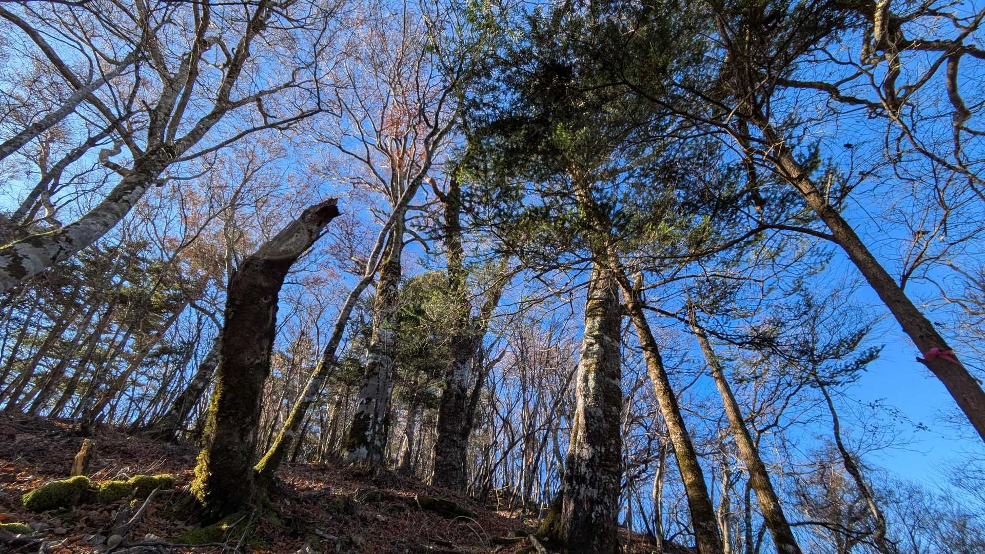 赤帽子山 往復コースの写真