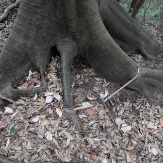 根っこの上　下　上