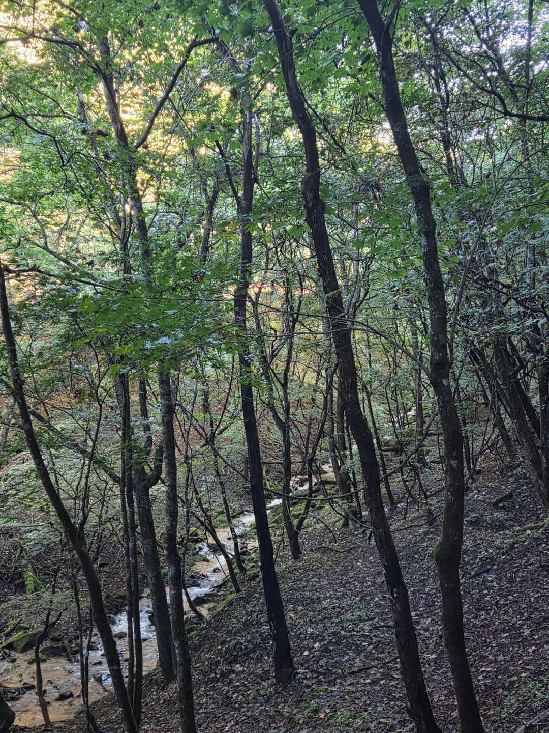 笠取山（作場平）の写真
