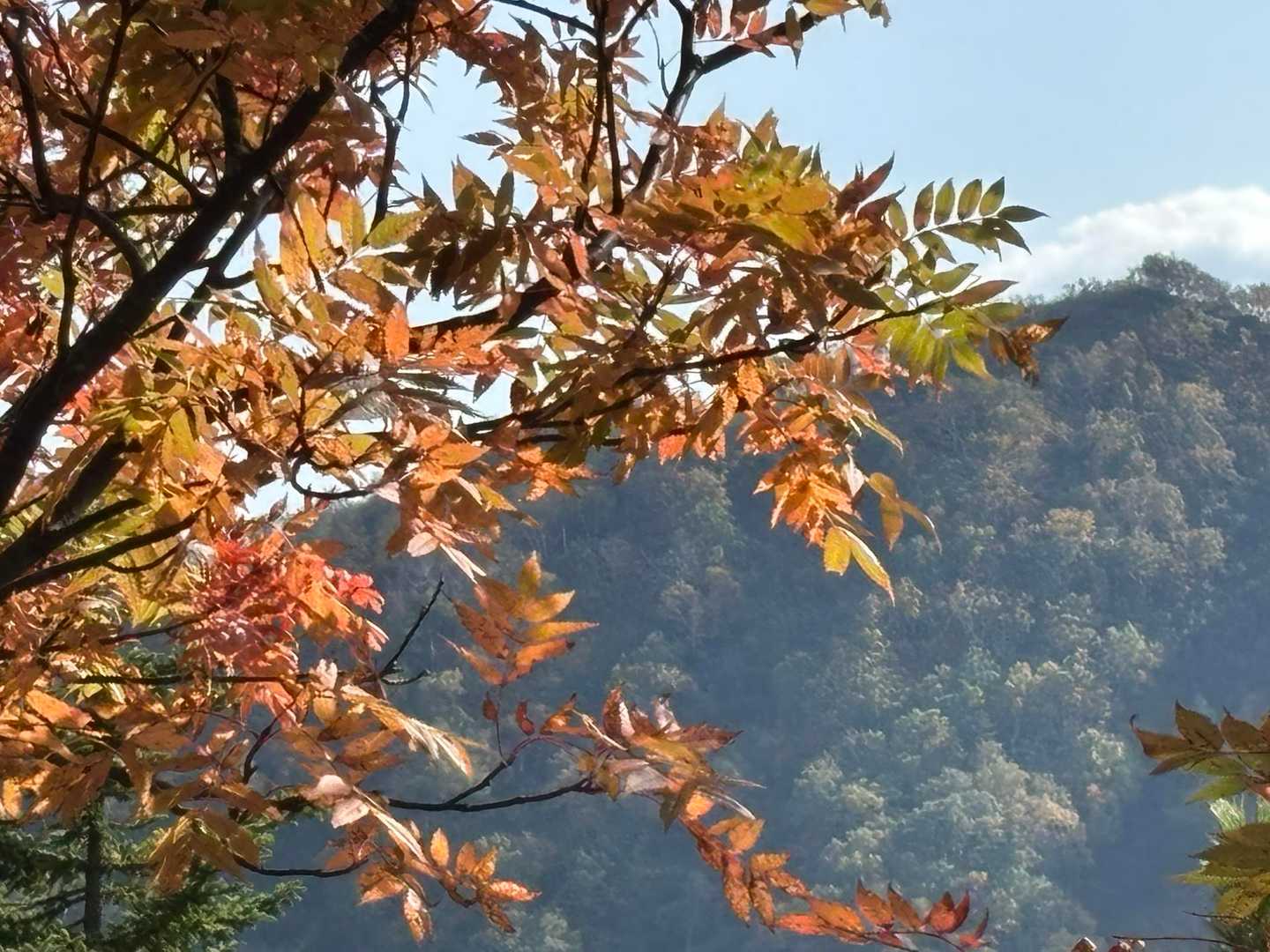 🍁