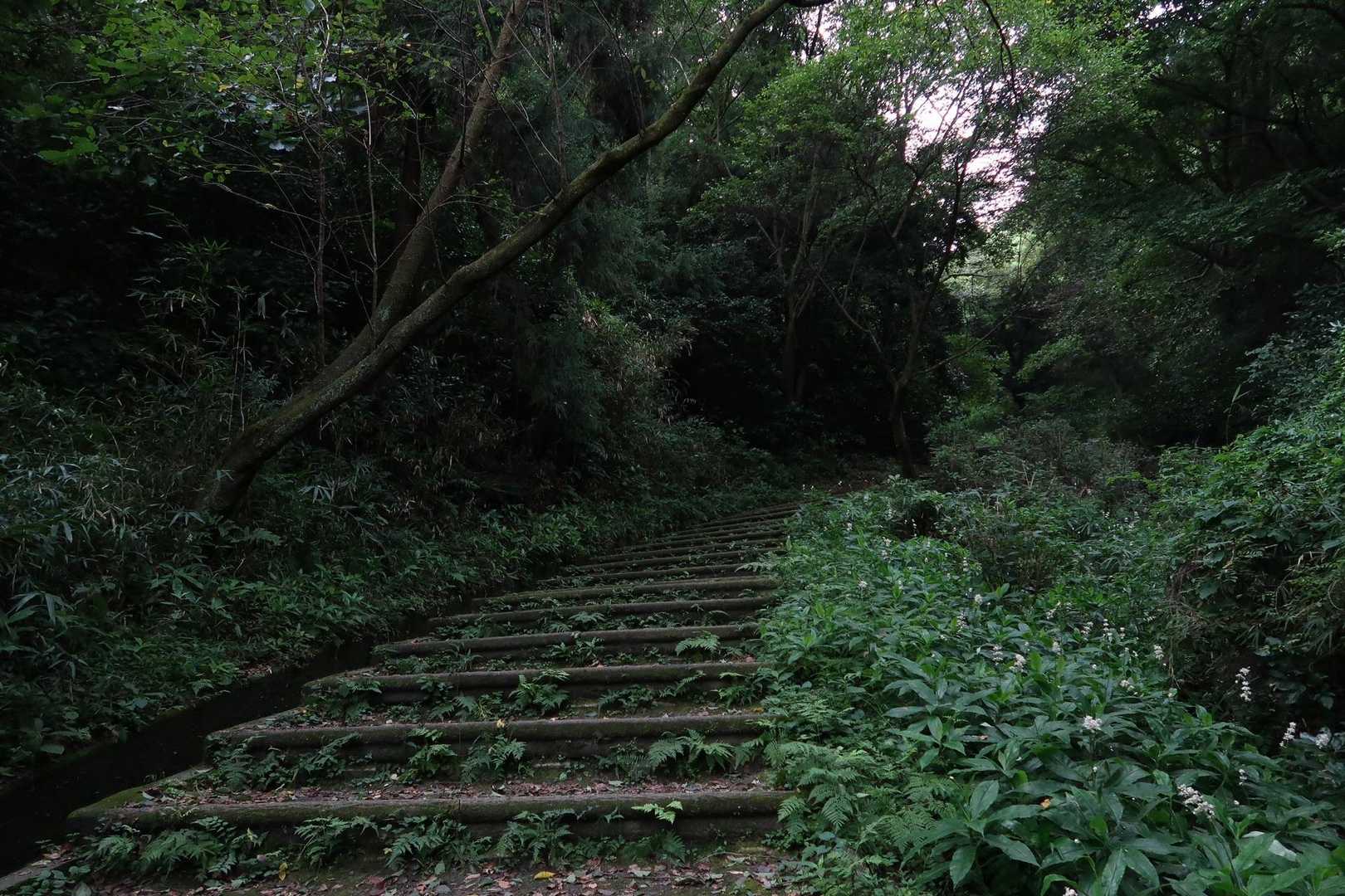 登山道です。暑さと湿気のせいか、枚岡山展望台までは少しばかりきつかったです😅💦。