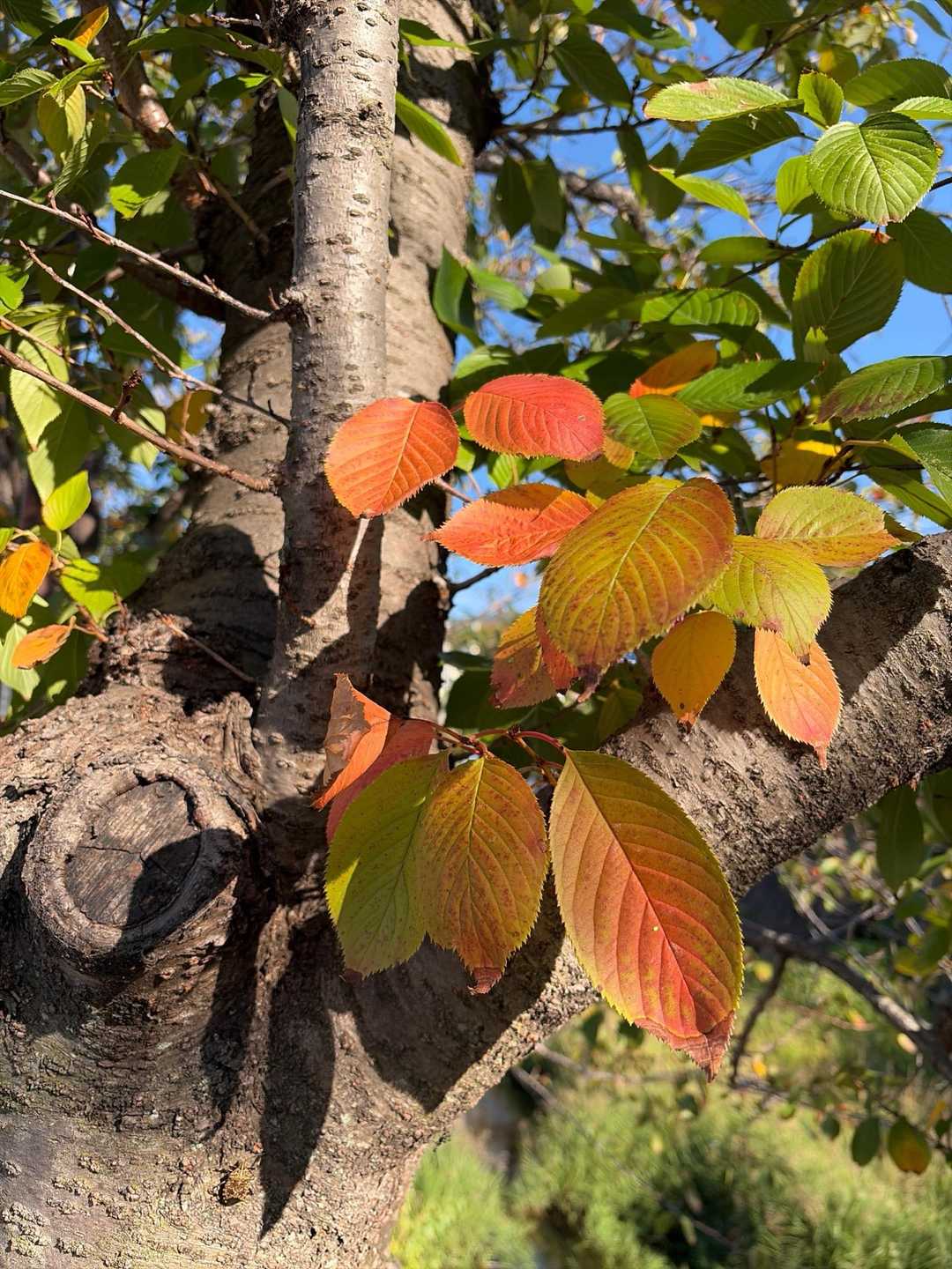 芦屋川駅から歩きます🚶‍♀️桜の紅葉🍁！