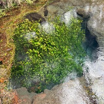 男池湧水💧…🐰の型😁