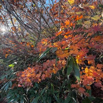 紅葉も綺麗だった🍁