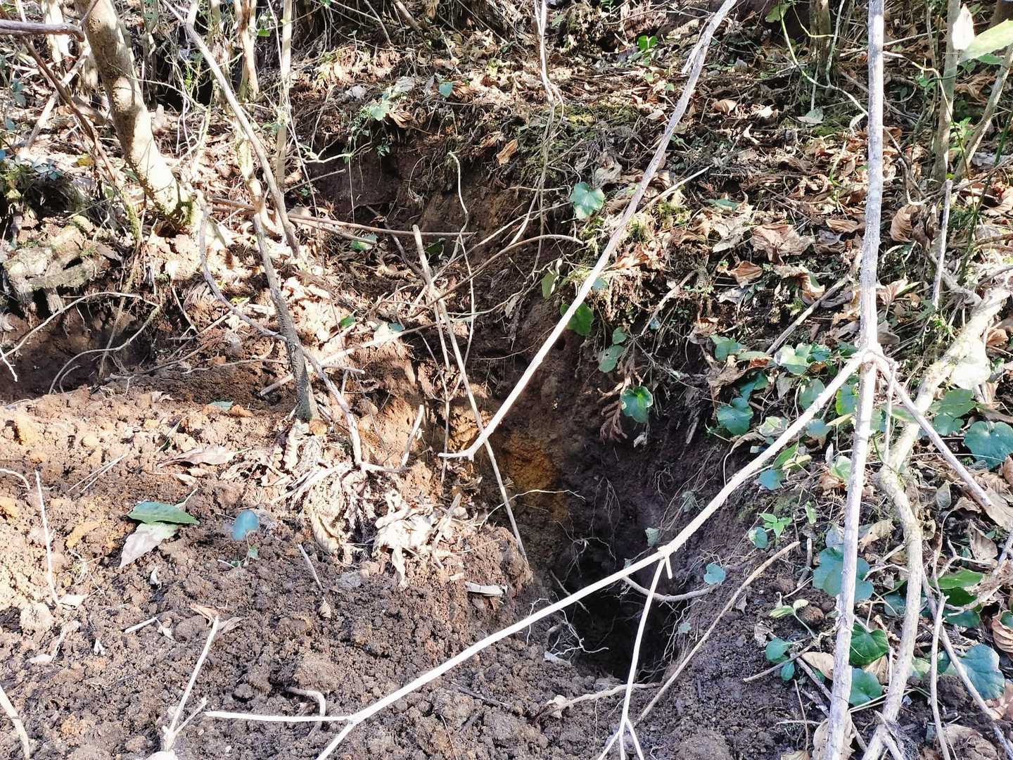 多分、イノシシ🐗が掘った穴🕳深さ1㍍くらいありました😳