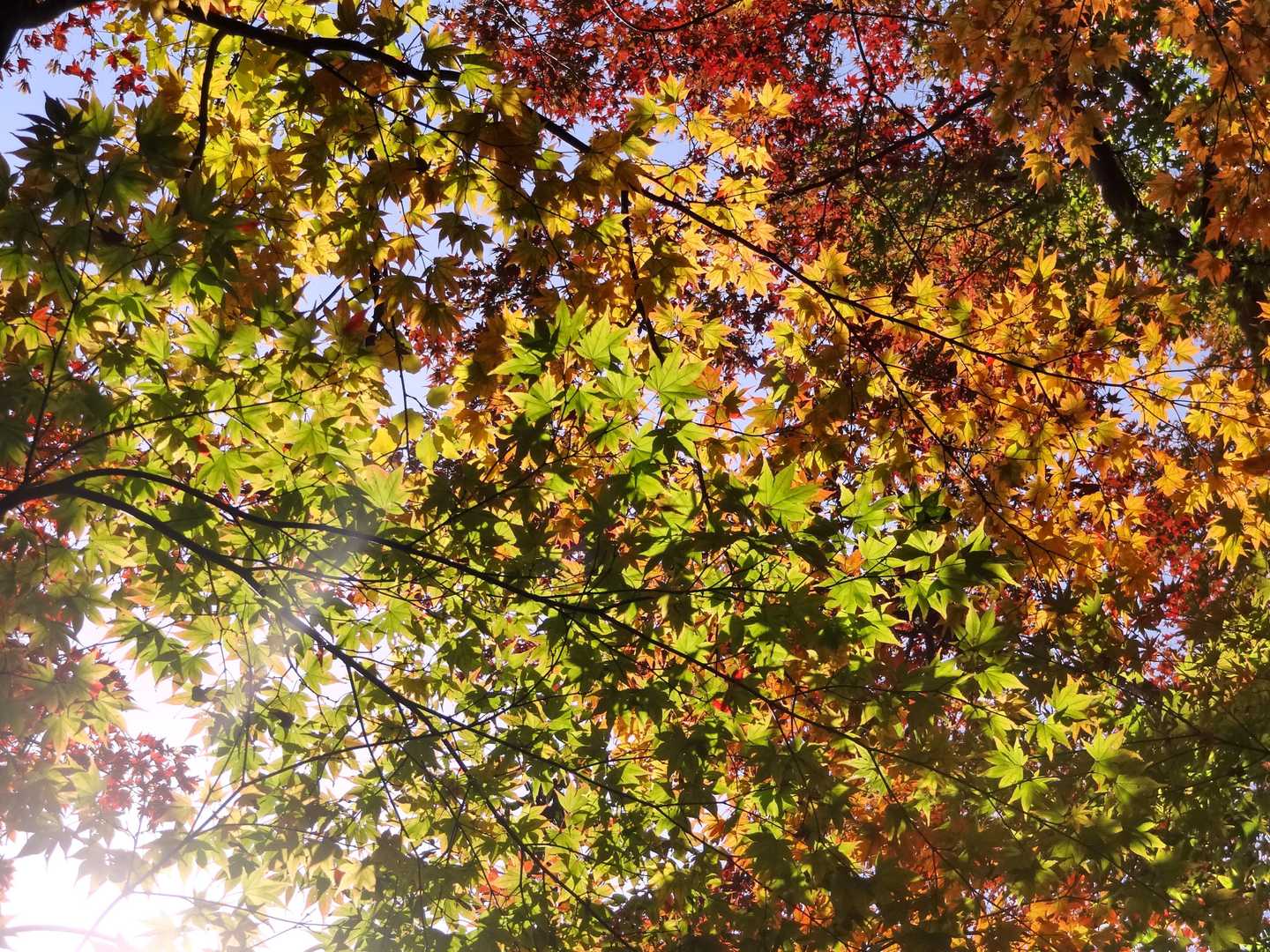 なので赤🍁緑🌿