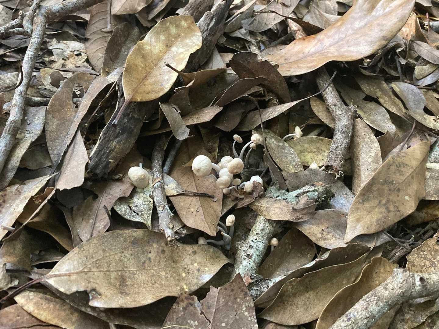 🍄ニョキニョキ