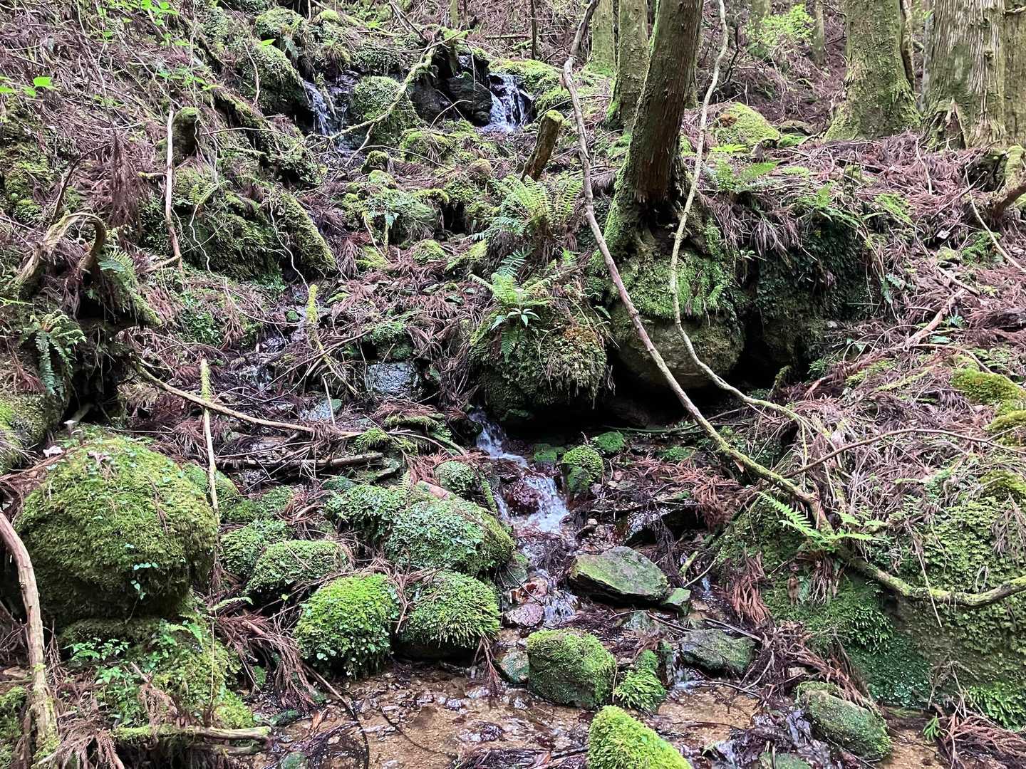 苔むす山