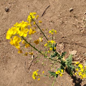 　　　　菜の花
花言葉→「快活」「明るさ」「元気一杯」「小さな幸せ」
