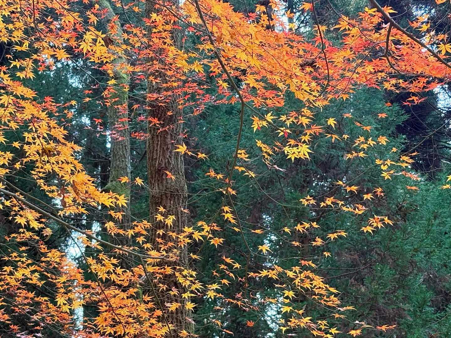 ひらひら〜🍁
飛んでるように見えるね🎶