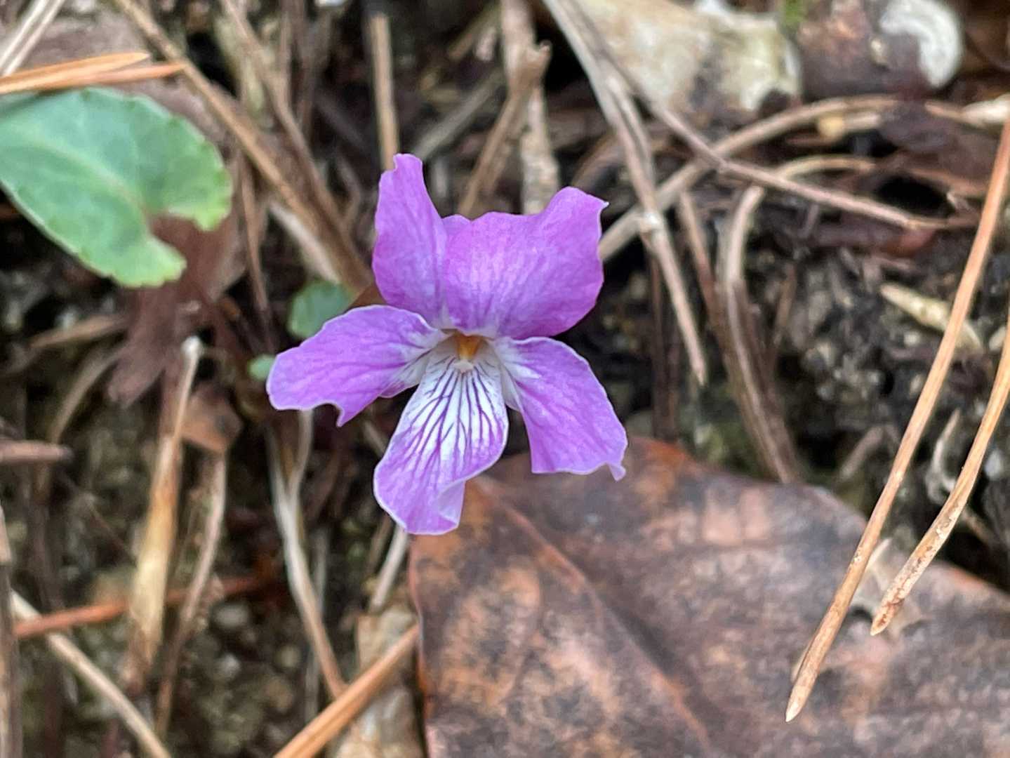 春の兆し💠