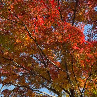 グラデーションの🍁