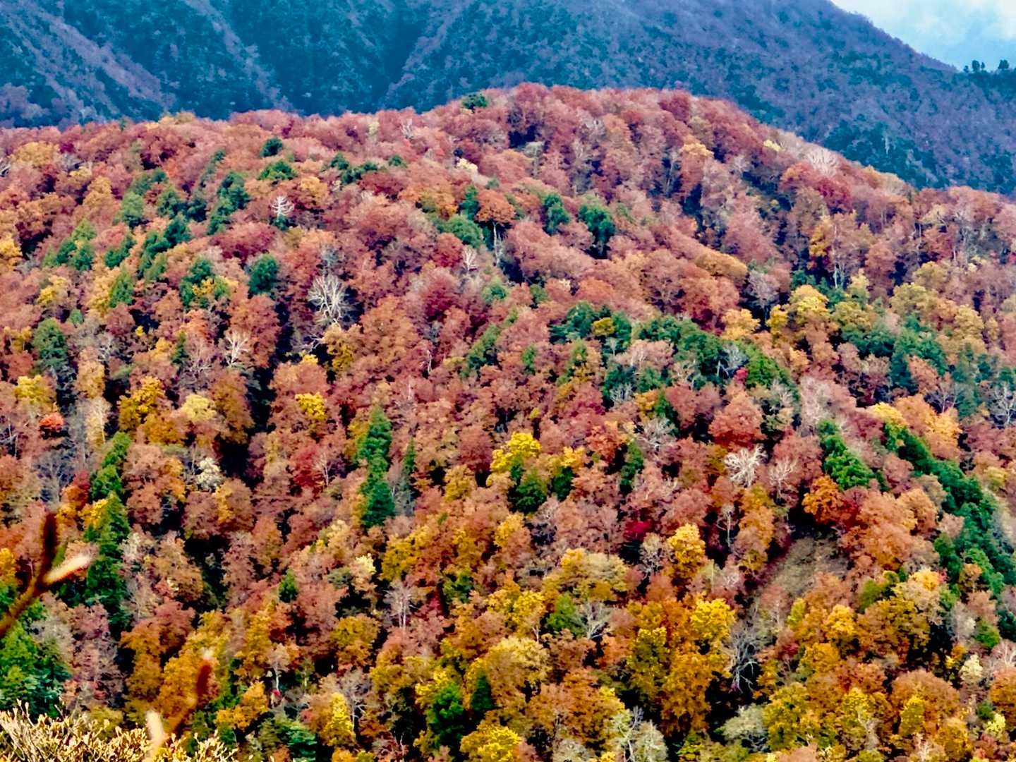 アップで🍁🍁🍁
🟢🟨🟠🟥のパッチワーク😍