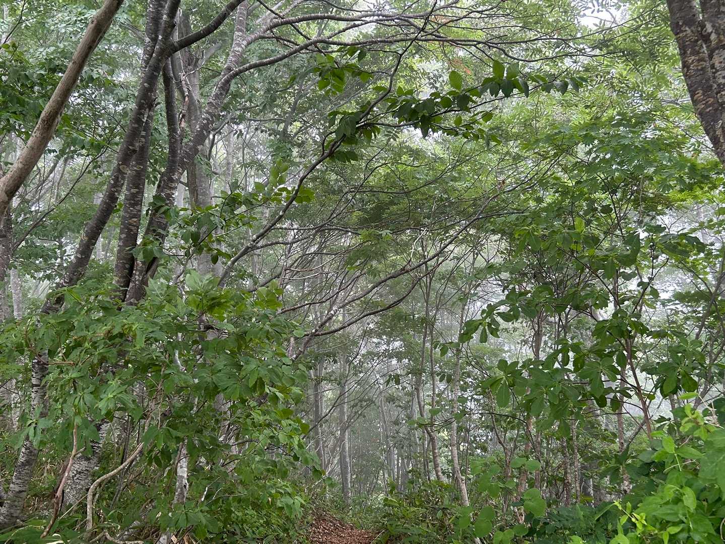 雨が大粒になってきて
木々を通り抜け出しました😓