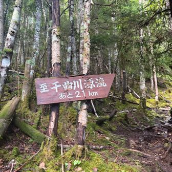 「千曲川源流まであと●km」の標識が現れ始める。
千曲川源流を目指しているのか、甲武信岳山頂を目指しているのか、混同してくる・・・笑
