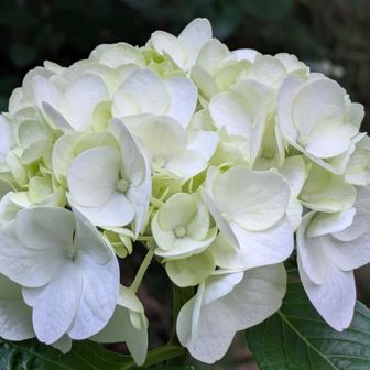 自生紫陽花その1