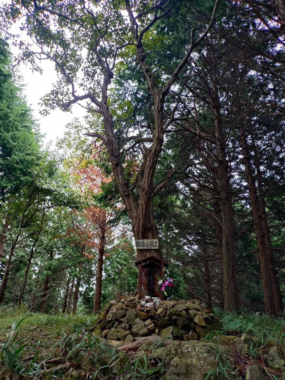 観音山 周回コースの写真