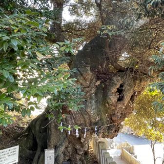 宿椎【宿借りの椎】
凄い迫力のある木です

かつて火災の折にご本尊がこの木に身を寄せて焼失を免れたとか