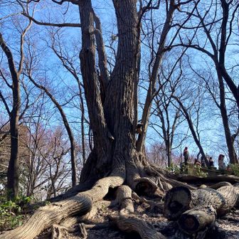 立派な木🌳がたくさん
根っこ太っ😳
エゾリス🐿️いないかな？