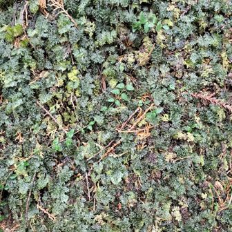 熊野古道 小辺路 この苔も何？