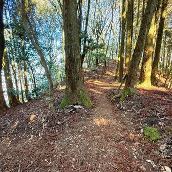 下山も歩きやすい道。嘉穂アルプスはよく整備されていて素敵です︎💕︎