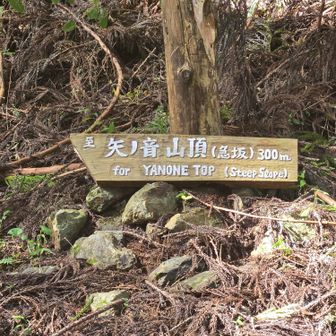 矢ノ音。登ったことない。景色よいのだろうか。、