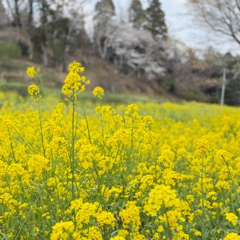 ひだまり広場へ
菜の花のいい香り