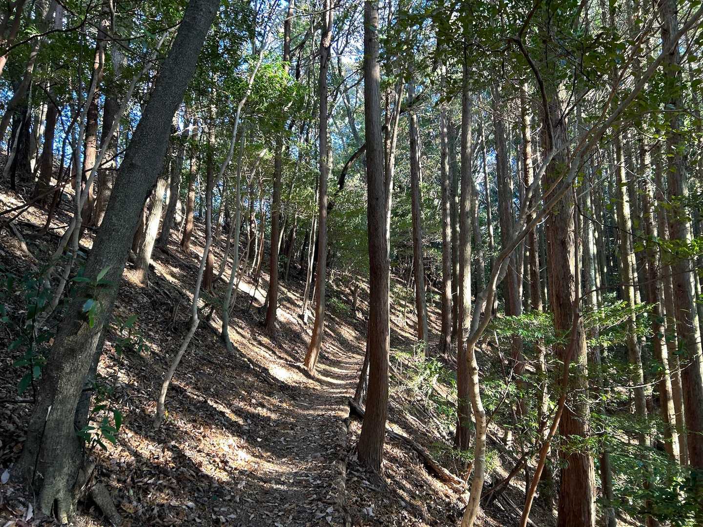 皿ヶ峰-鷲尾山-烏帽子山-白土峠-柏尾山 往復コースの写真
