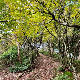 木々のトンネルを抜けて静ヶ岳の山頂まであとちょっと🤏