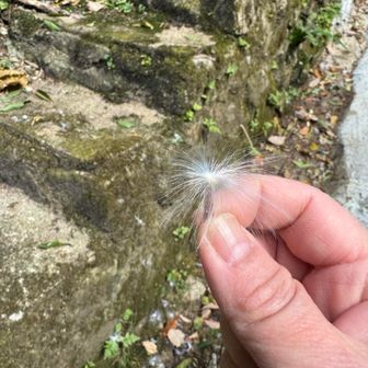 生駒山・神津嶽・大原山 い〜っぱい落ちてました💭
定家葛（テイカカズラ）の実
ケサランパサランみたい☺️