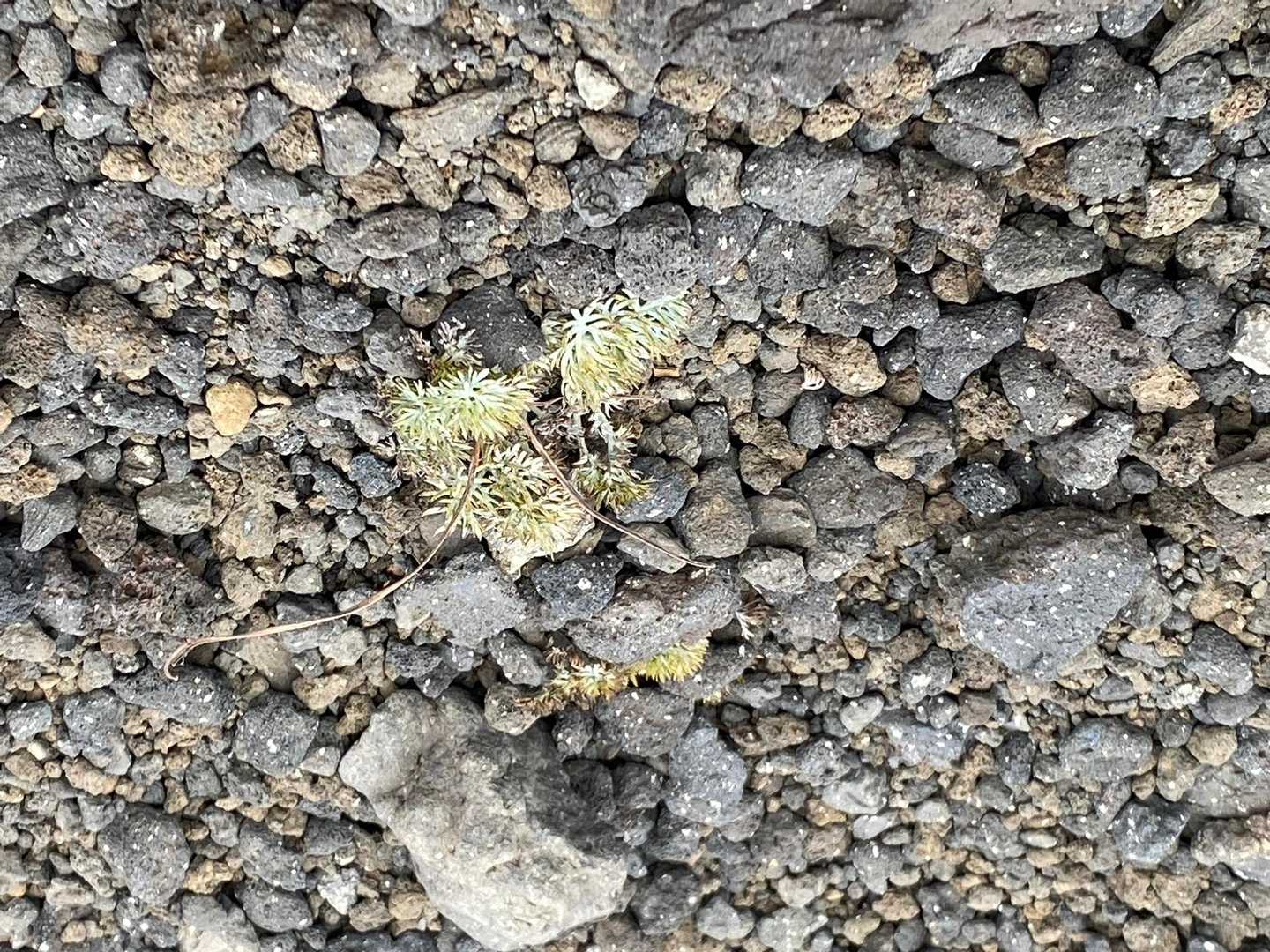 大焼砂のコマクサ群生地
葉が残っていた🤗
